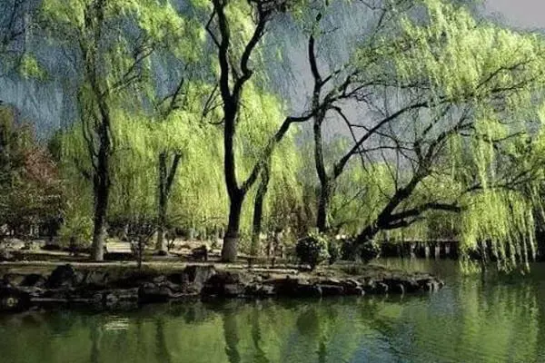 [ Spring Willow Branches ]